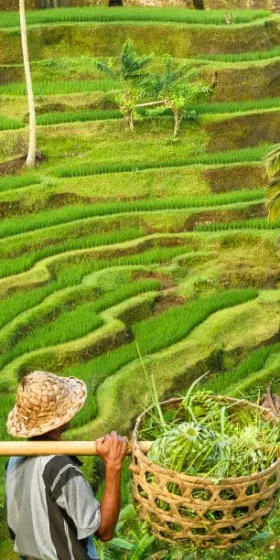 Rizière - Bali Rizière - Bali