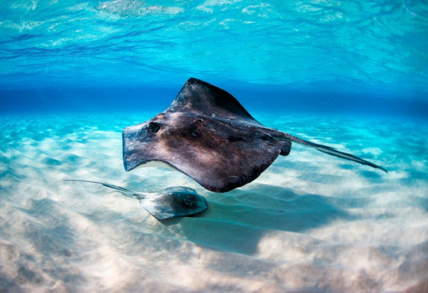 Notre biodiversité marine 💙

Les eau...