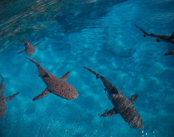 Nurserie de la Passe aux requins Nurserie de la Passe aux requins