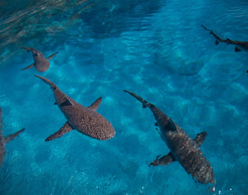 Requins Plongée - requins