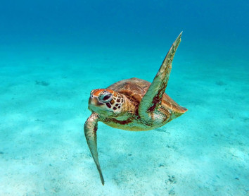 Tortue verte Tortue verte Océan eau turquoise