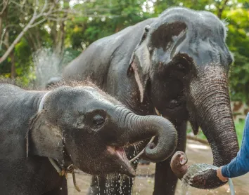Eléphants d'Asie Eléphants d'Asie, Thaïlande